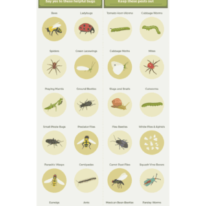 10 Essential Steps From Seed to Harvest - A Cheerful Beginners Guide to Gardening and Self-Sufficiency - Image 6