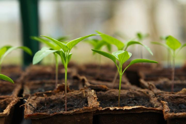 How to Start Seeds Indoors: A Simple Beginner’s Guide to Growing Strong Garden Seedlings 2 - Outrange Homestead closeupofbabypeppers - Outrange Homestead